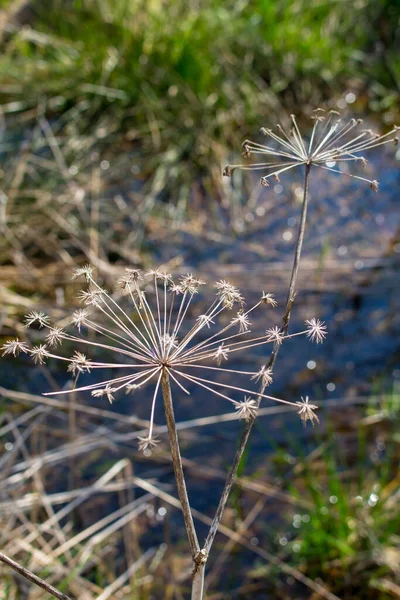 Trockene Blume Auf Einem Hintergrund Aus Gras Und Wasser — Stockfoto