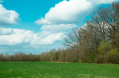 yeşil çayır gökyüzü ve ön taraflar