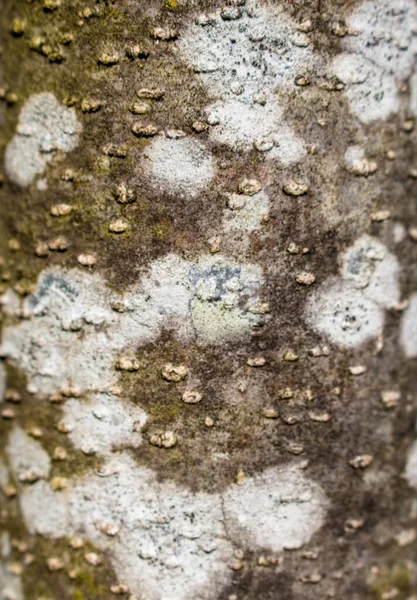 Amieiro Árvore Casca Textura Com Líquen Branco — Fotografia de Stock