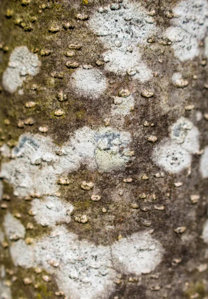 Textur Der Erlenrinde Mit Weißer Flechte — Stockfoto