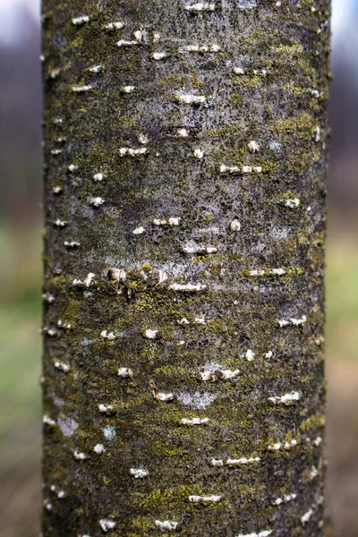 Amieiro Árvore Casca Textura Com Líquen Branco — Fotografia de Stock