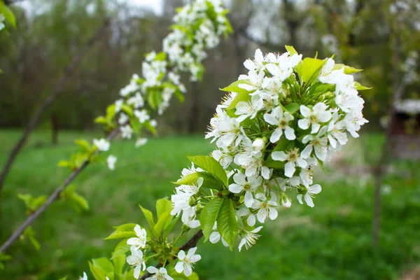 Branch Young Cherry Tree Flowers — Stock Photo, Image