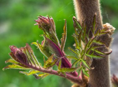 Ot ağacının yakın plan çekimleriName