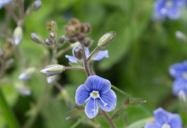 Çayırda mavi çiçekler