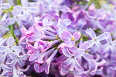 Mor leylak çiçekleri kapanıyor.