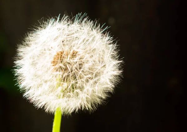 Löwenzahnblüte Nahaufnahme Weiß — Stockfoto