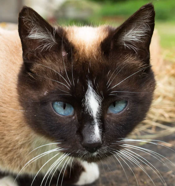 Сиамская Кошка Голубыми Глазами — стоковое фото