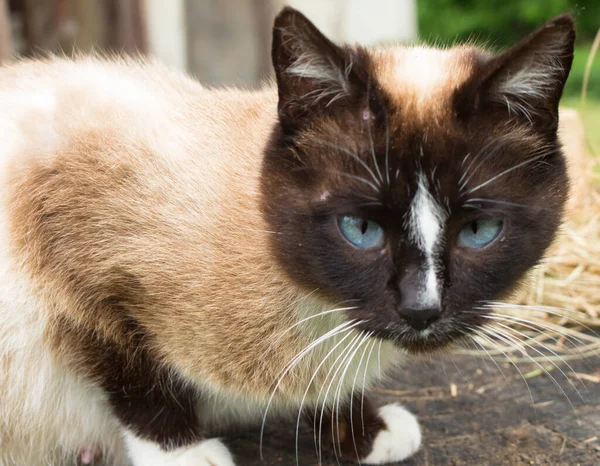 Siamská Kočka Modrýma Očima — Stock fotografie