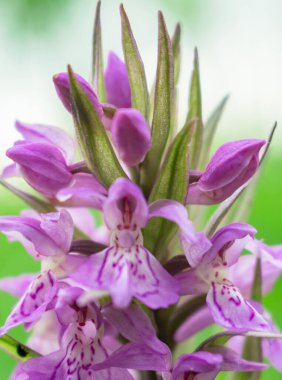 Nadir bulunan leylak orkidesi Karpat orkidesi.