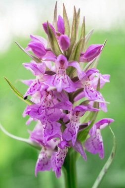 Nadir bulunan leylak orkidesi Karpat orkidesi.