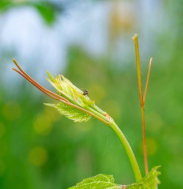 Karıncalı üzüm bıyığı.