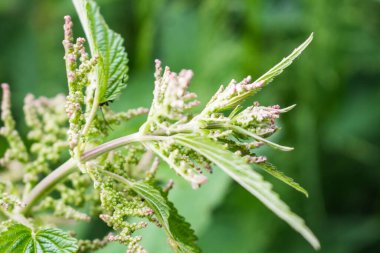 Yazın başında ısırgan otu sokması