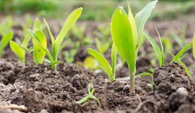 Bahçede mısır filizleri