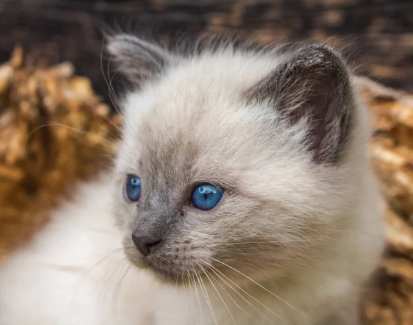 Gatito Siamés Con Ojos Azules —  Fotos de Stock