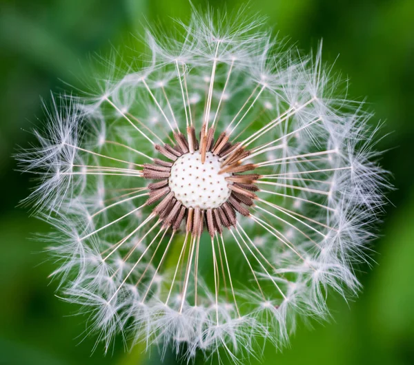 Löwenzahnblüte Nahaufnahme Weiß — Stockfoto