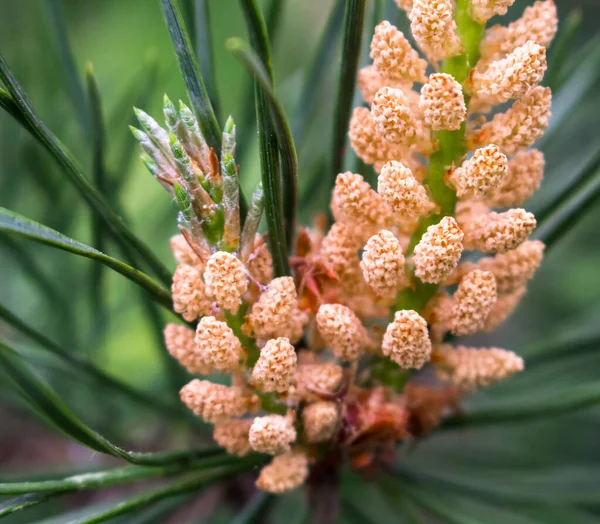 Flor Pino Verano Con Polen — Foto de Stock