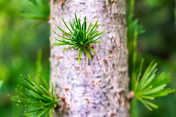 Lariksboom Met Scheuten Het Voorjaar — Stockfoto