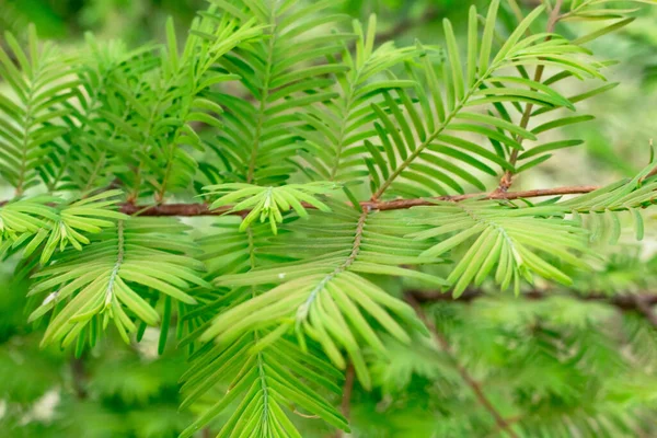 Secoya Ramas Árbol Joven — Foto de Stock