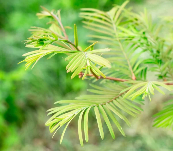 Secoya Ramas Árbol Joven — Foto de Stock