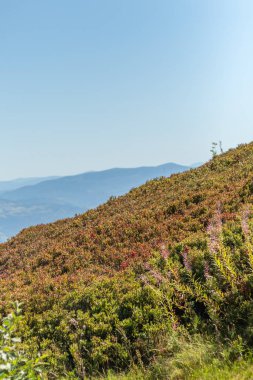 Borzhava Vadisi 'ndeki Karpatlar' ın berrak mavi gökyüzü ve uzak ufuktaki manzarası sonbaharın erken zamanlarındaki sakin güzelliği yakalıyor.