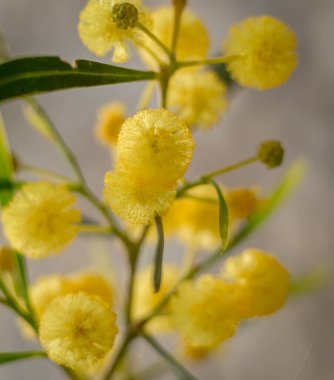  Kıbrıs 'ta yetişen parlak sarı akasya çiçeklerinin yakın çekimi, yumuşak odak noktasında yakalanmış, hassas dokularını ve canlı renklerini gözler önüne seriyor