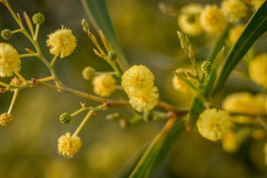  Kıbrıs 'ta yetişen parlak sarı akasya çiçeklerinin yakın çekimi, yumuşak odak noktasında yakalanmış, hassas dokularını ve canlı renklerini gözler önüne seriyor