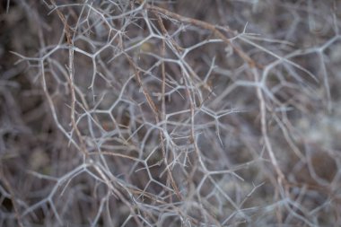  Yumuşak odak noktasındaki yapraksız dikenli bir bitkinin yakın çekimi karanlık, mistik ve ürkütücü bir ruh hali yaratır.
