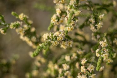  Kıbrıs 'ta yetişen narin çiçekli Kıllı Thymelaea dalına yakın plan, bu bitkinin karmaşık ayrıntılarını ve doğal dokularını gözler önüne seriyor.