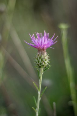 Kıbrıs 'ta yetişen narin bir çiçeğin detaylı yakın çekimi, yumuşak mor taç yapraklarını ve doğal cazibesini vurguluyor