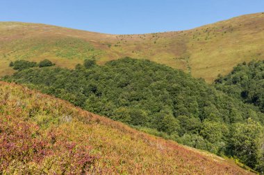  Sonbaharın başında Borzhava Vadisi 'ndeki Karpatlar' ın manzarası, uzak bir ufuk ve canlı bir kayın ormanı barındırıyor.