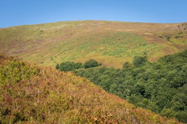  Sonbaharın başında Borzhava Vadisi 'ndeki Karpatlar' ın manzarası, uzak bir ufuk ve canlı bir kayın ormanı barındırıyor.