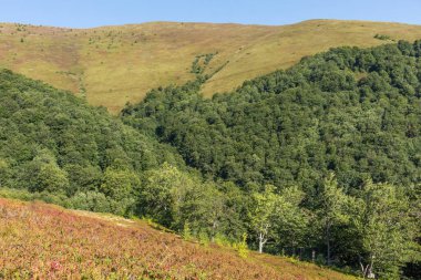  Sonbaharın başında Borzhava Vadisi 'ndeki Karpatlar' ın manzarası, uzak bir ufuk ve canlı bir kayın ormanı barındırıyor.