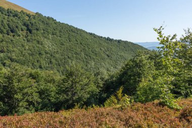  Sonbaharın başında Borzhava Vadisi 'ndeki Karpatlar' ın manzarası, uzak bir ufuk ve canlı bir kayın ormanı barındırıyor.