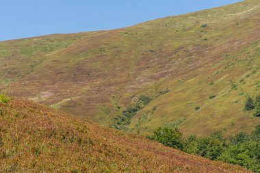  Sonbaharın başında Borzhava Vadisi 'ndeki Karpatlar' ın manzarası, uzak bir ufuk ve canlı bir kayın ormanı barındırıyor.