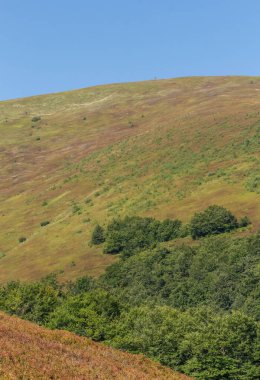  Sonbaharın başında Borzhava Vadisi 'ndeki Karpatlar' ın manzarası, uzak bir ufuk ve canlı bir kayın ormanı barındırıyor.