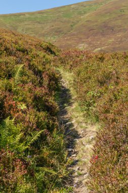  Sonbaharın başında, Karpatlar 'daki Borzhava Vadisi' nde renkli yapraklarla çevrili bir patikanın manzarası.