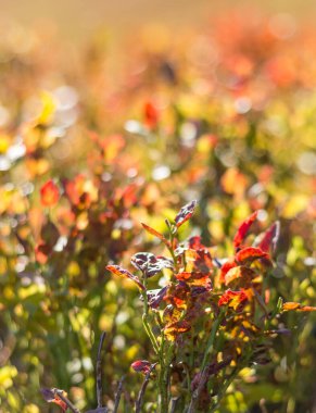  Sonbahar boyunca Karpat Dağları 'ndaki yabanmersini çalılarının yakın çekimleri, canlı kırmızı yaprakları ve mevsimlik yaprakların zengin dokusunu vurguluyor.