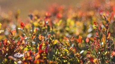  Sonbahar boyunca Karpat Dağları 'ndaki yabanmersini çalılarının yakın çekimleri, canlı kırmızı yaprakları ve mevsimlik yaprakların zengin dokusunu vurguluyor.