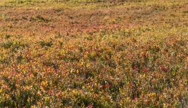  Sonbahar boyunca Karpat Dağları 'ndaki yabanmersini çalılarıyla dolu bir çayırın manzarasında canlı kırmızı ve sarı yapraklar sergilenir.