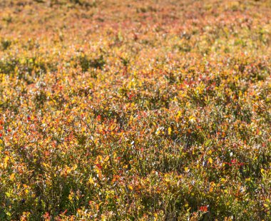  Sonbahar boyunca Karpat Dağları 'ndaki yabanmersini çalılarıyla dolu bir çayırın manzarasında canlı kırmızı ve sarı yapraklar sergilenir.