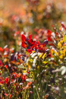  Sonbahar boyunca Karpat Dağları 'ndaki yabanmersini çalılarının yakın çekimleri, canlı kırmızı yaprakları ve mevsimlik yaprakların zengin dokusunu vurguluyor.