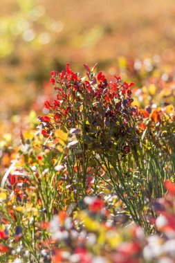  Sonbahar boyunca Karpat Dağları 'ndaki yabanmersini çalılarının yakın çekimleri, canlı kırmızı yaprakları ve mevsimlik yaprakların zengin dokusunu vurguluyor.