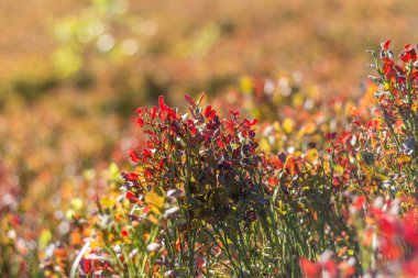  Sonbahar boyunca Karpat Dağları 'ndaki yabanmersini çalılarının yakın çekimleri, canlı kırmızı yaprakları ve mevsimlik yaprakların zengin dokusunu vurguluyor.