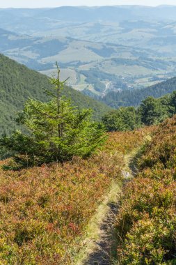 Borzhava Vadisi 'ndeki Karpatlar' ın manzarası. Tepe boyunca dolambaçlı bir patika ve yalnız küçük bir ladin var. Alp dinginliğini yakalıyor.
