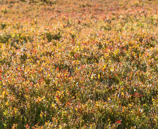  Sonbahar boyunca Karpat Dağları 'ndaki yabanmersini çalılarıyla dolu bir çayırın manzarasında canlı kırmızı ve sarı yapraklar sergilenir.