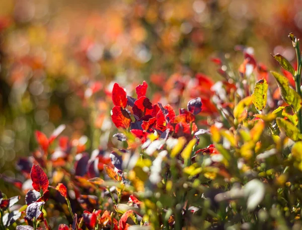  Sonbahar boyunca Karpat Dağları 'ndaki yabanmersini çalılarının yakın çekimleri, canlı kırmızı yaprakları ve mevsimlik yaprakların zengin dokusunu vurguluyor.