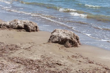 Kumlu bir Kıbrıs sahilinde kıyıya vuran deniz yosunlarının yakın görüntüsü doğal kıyı dokularını ve deniz yaşamının detaylarını gösteriyor.
