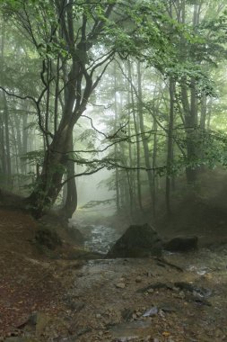 Karpatlar 'ın sisli kayın ormanlarında bir dağ deresi ve yeşil yaprakların arasından süzülen güneş ışınları.