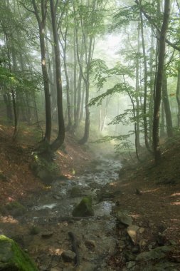 Karpatlar 'ın sisli kayın ormanlarında bir dağ deresi ve yeşil yaprakların arasından süzülen güneş ışınları.