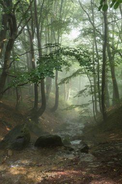 Karpatlar 'ın sisli kayın ormanlarında bir dağ deresi ve yeşil yaprakların arasından süzülen güneş ışınları.